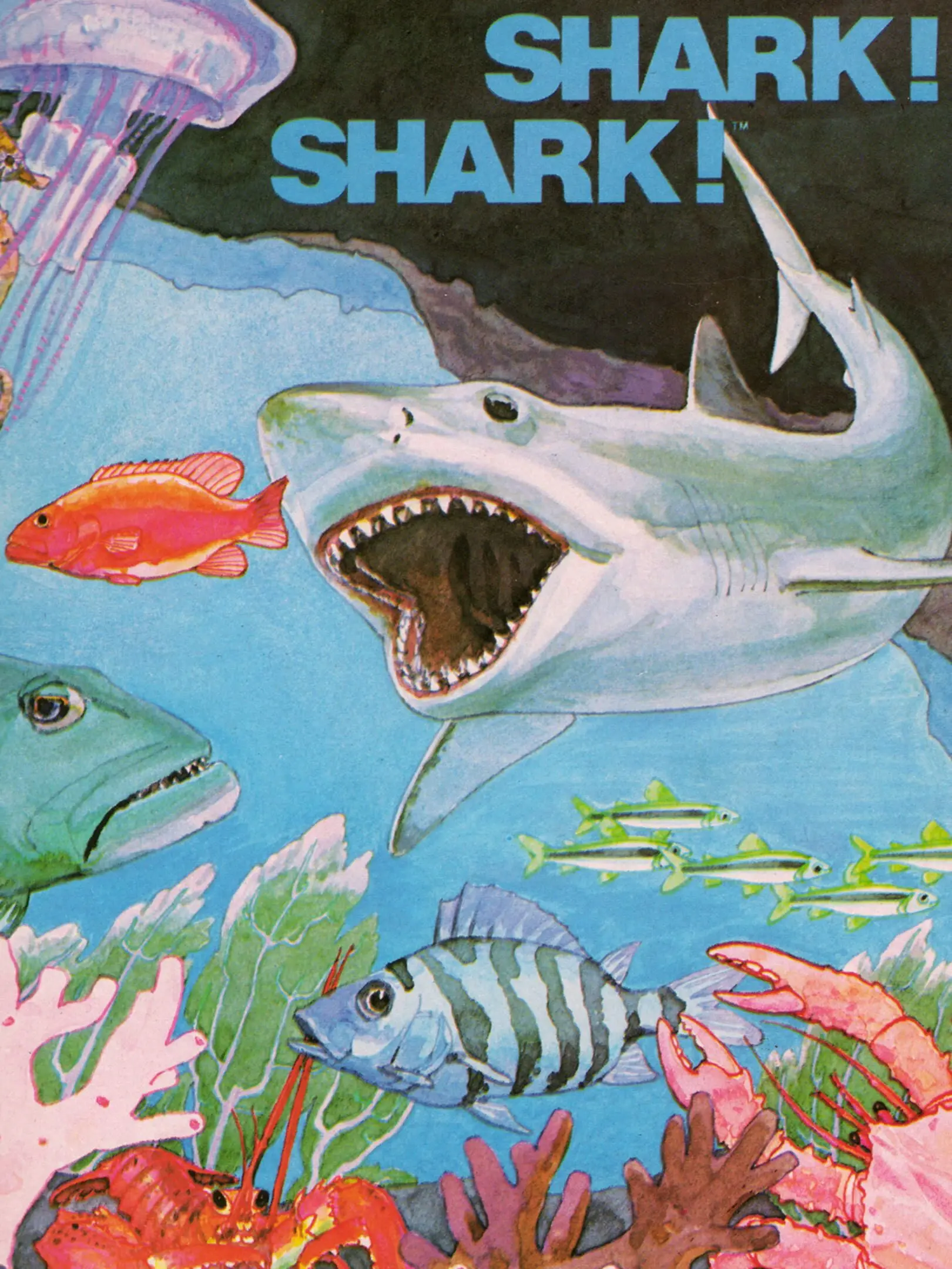 Picture of Shark! Shark!