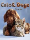 Picture of Hunde & Katzen 3D: Tierisch verspielt!